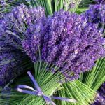 خرید اسطوخودوس گیاه دارویی خشک 10 کیلو کوهی